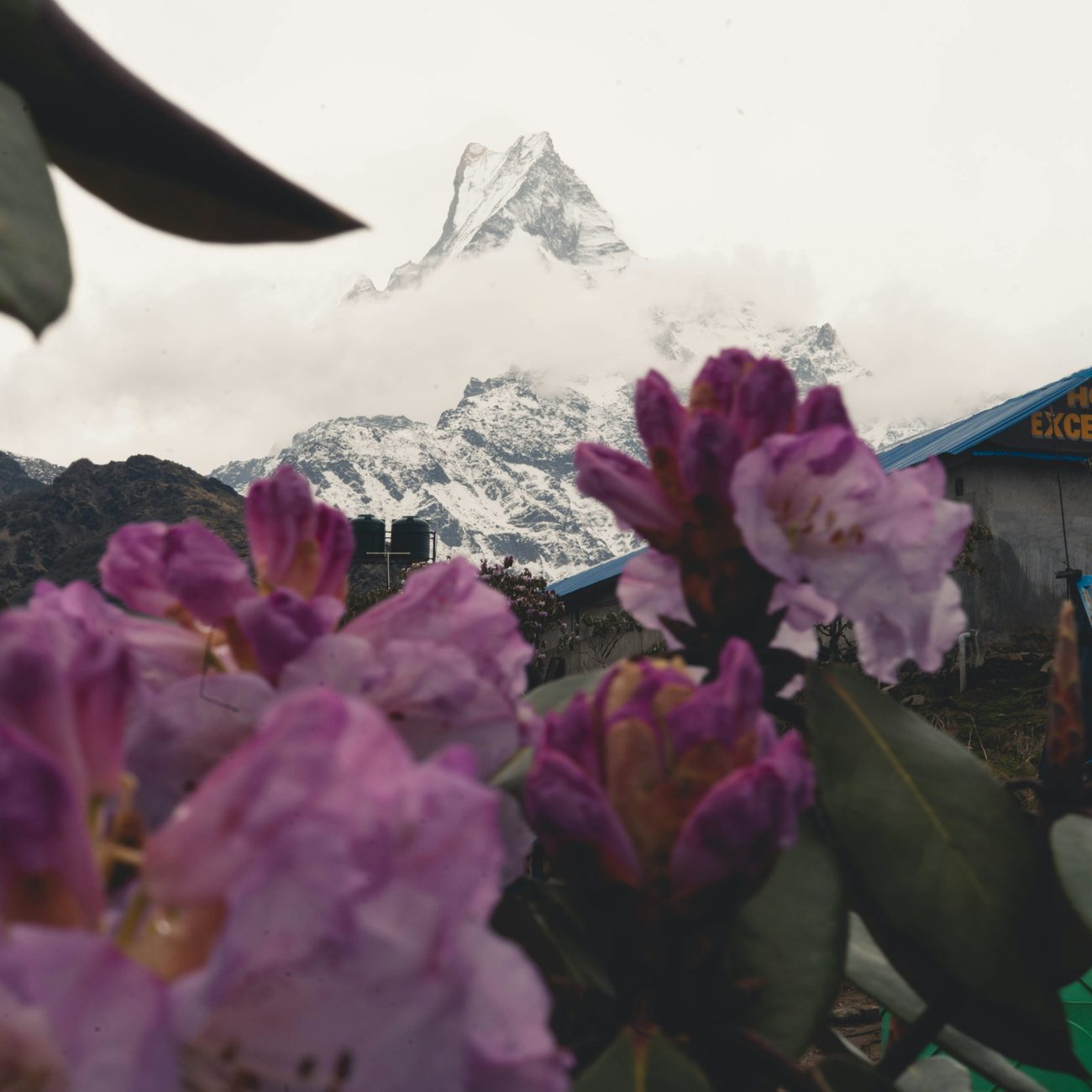 Rhododendrons in bloom beneath Machhapuchhre