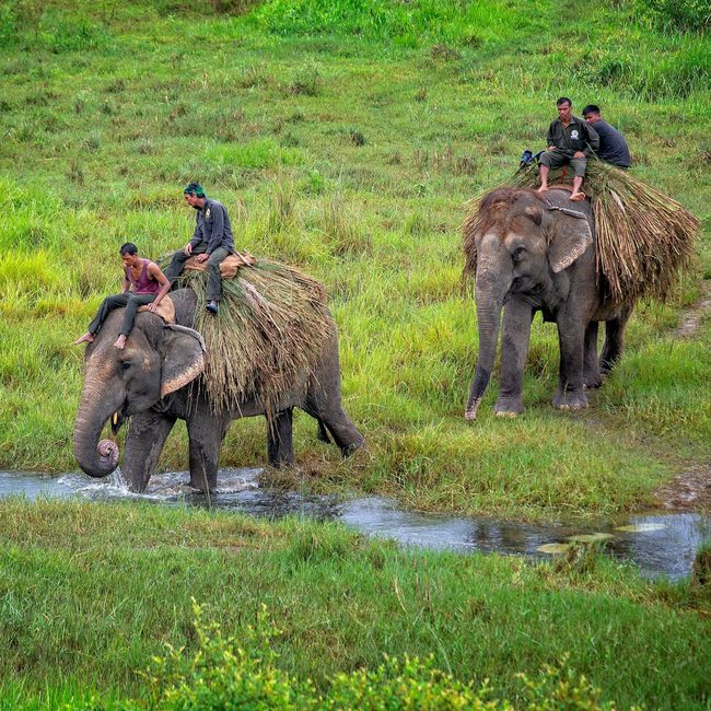 Elephants crossing a stream in the Terai