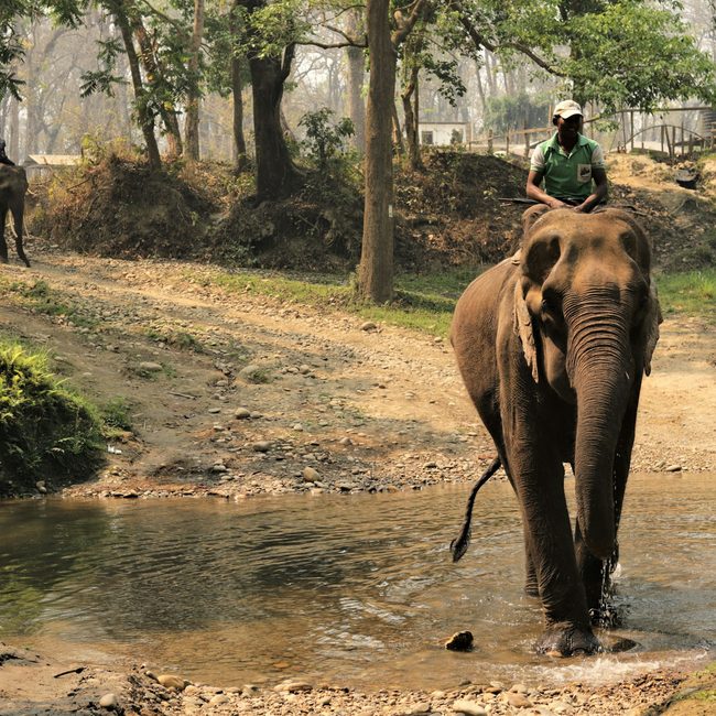 Elephant wading through a jungle river