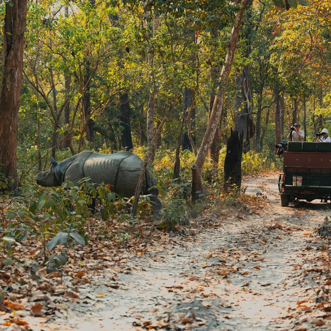 Rhino and safari jeep in Chitwan National Park
