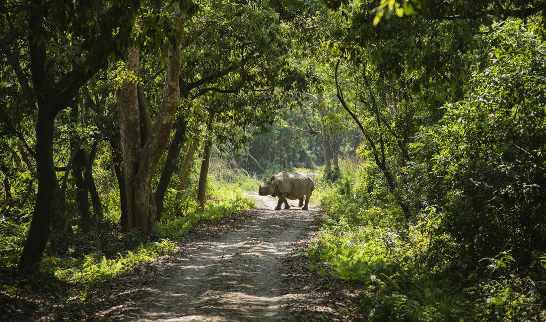 Rhino on a forest track in Chitwan